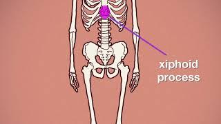 XiphoidProcess