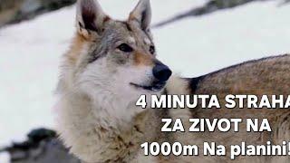 4 MINUTA STRAHA ZA ZIVOT-bezanje sa planine, neko stvorenje je bilo tuuu!!