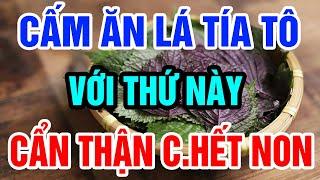 Bác Sỹ Nghiêm Cấm Nấu LÁ TÍA TÔ Cùng Thứ Này Kẻo Phá Nát Gan Thận, Tàn Phá Xương Khớp Về Với Tổ Tiên