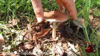 Stropharia rugosoannulata -Garden Giant- Australia