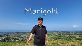 Marigold 커버 | AI 옥냥이