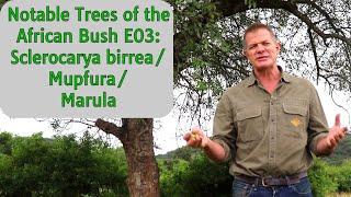 Notable Trees of the African Bush E03: Sclerocarya birrea/Mupfura/Marula