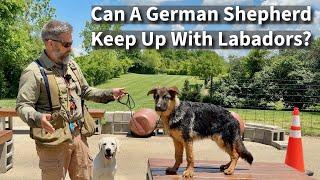 Can A Show Line German Shepherd Keep Up With Labrador Retrievers?