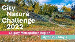 City Nature Challenge 2022: Calgary Metro Region