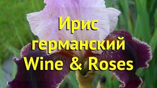 Ирис германский Вайн энд Розес. Краткий обзор, описание характеристик iris germanica Wine & Roses