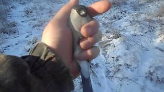 Серый снегирь Pyrrhula cineracea #Синий снегирь #птицаснегирь