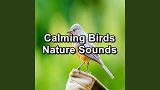 Bird Sounds For Meditation For Babies