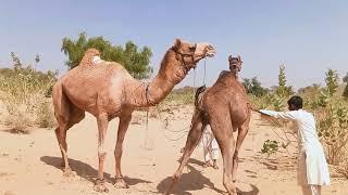 new young camels video dancing and jumping