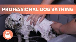 How to BATHE a DOG Properly at HOME  (Professional Technique)