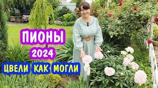 Страдали, но ЦВЕЛИ... Мои герои! ПИОНЫ 2024.