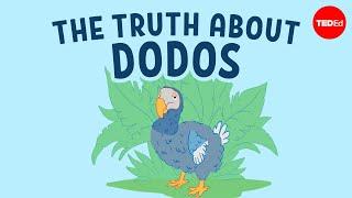 The real reason dodo birds went extinct - Leon Claessens