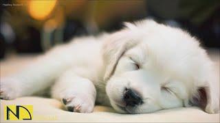 20 HOURS of Deep Sleep Dog Calming MusicAnti Separation Anxiety ReliefDog Music  NadanMusic