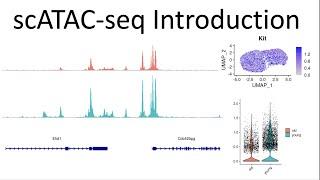 Introduction to single cell ATAC data analysis in R