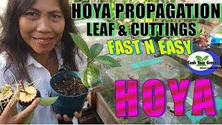 PROPAGATING HOYA PLANTS FROM LEAF AND CUTTINGS / Fast and easy method.