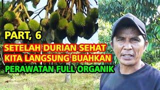 Jadi Semangat Nih‼️ Setelah Pohon DURIAN  Sehat  Dari  Mati Ranting Saatnya Kita Buahkan PART.6