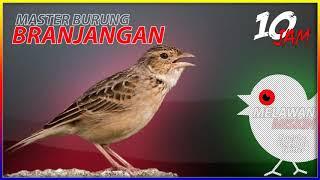 Suara Masteran Burung Branjangan Jawa Gacor Full Durasi 10 Jam - Surga Hewan Langka Channel