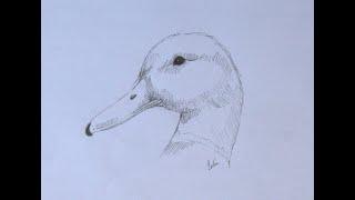 How to draw a basic duck (mallard)