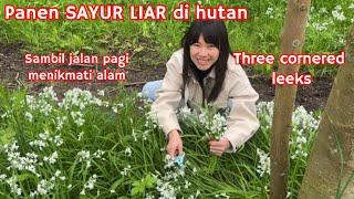 PANEN SAYUR LIAR DI HUTAN DAN JALAN PAGI MENIKMATI ALAM || THREE CORNERED LEEKS