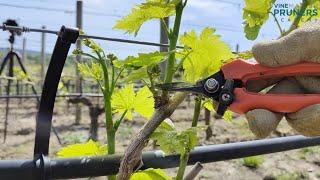 Vine pruning courses online by VINE MASTER PRUNERS Academy: screencast (English)