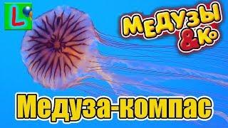 Deagostini  МЕДУЗЫ и КО МЕДУЗА КОМПАС  compass jellyfish Деагостини распаковка Liska Show