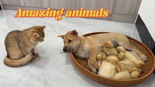 The puppy wants to cry and laugh! The kitten gave the duckling to the funny dog.Cute animal video