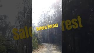 Salora Forest: Hidden Natural Beauty of Bangladesh 