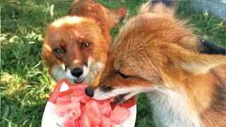 Alf the Fox and Friends - Watermelon Party 