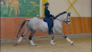 Very Special Young Dressage horse For Sale