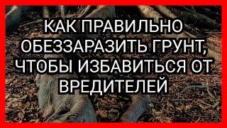 Как правильно обеззаразить почву, чтобы избавиться от вредителей