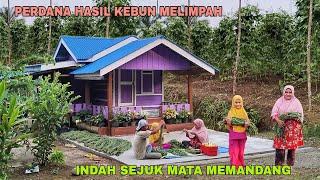 PERDANA..!! HASIL KEBUN LUARBIASA || INDAH SEJUK MATA MEMANDANG