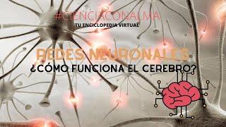 REDES NEURONALES ¿CÓMO FUNCIONA EL CEREBRO?