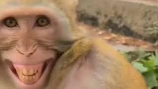 Monkey laughing with a Man |Funny Videos  (Can't stop laughing)