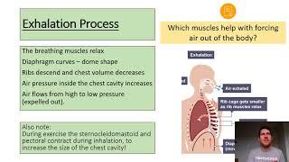 Mechanics of Breathing & Spirometer Trace GCSE PE