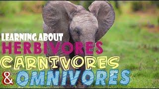 Learning About Herbivores, Carnivores, and Omnivores