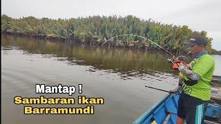 Sambaran Ikan Predator Muara, Kakap Putih/Barramundi