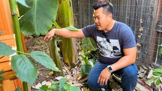 Ground Covering for Tropical Fruit Trees in California's Central Valley