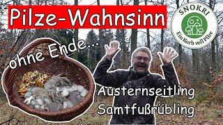 Pilze Wahnsinn - Austernseitling und Samtfußrübling ohne Ende - Snokri total begeistert