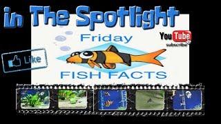 In The Spotlight Friday Fish Facts #Cichlid  #Aquarium