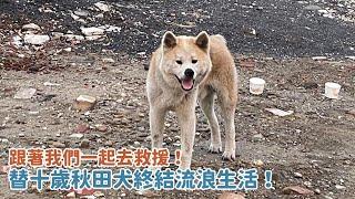 跟著我們一起去救援！替十歲秋田犬終結流浪生活！｜頻道會員一起救援計畫