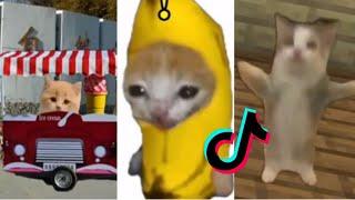 HAPPY CAT  TikTok Compilation