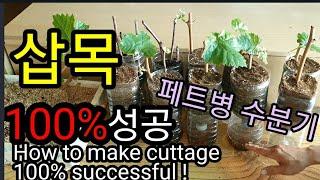 삽목 100% 성공하려면 왕겨가 짱! How to make cuttage 100% successful!!