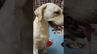 hello everyone|#shorts#youtubeshorts#doglover#dog#labrador#lab#live#love#like#reels#shortsfeed