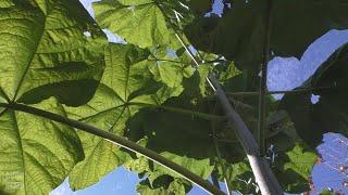 Павловния ( Paulownia ) в Пензе. Продолжение.