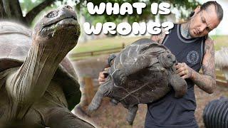 MY ALDABRA TORTOISES LEGS ARE NOT WORKING 