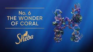 No. 6 The Wonder of Coral | Slow TV | Sheba Hope Grows