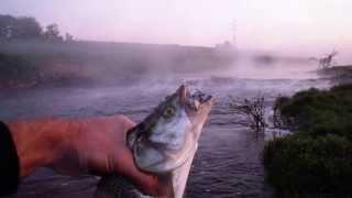 Balinok és a Lipless Bait 2013 (Asp fishing with Lipless Bait; Rapfen mit Lipless Bait)