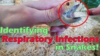 Identifying Upper Respiratory Infections in Snakes