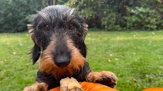 Cute dachshund supervises pumpkin carving #TeddyTheDachshund