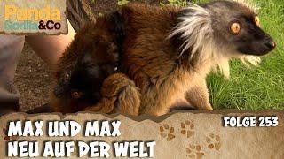 Was ist besser als ein Tierbaby? Zwei Tierbabies! | Panda, Gorilla & Co.