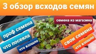 3 Обзор всходов проф семян, своих семян и семян из магазина /Обзор рассады